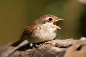 Attēlu rezultāti vaicājumam “Lanius collurio juvenile”