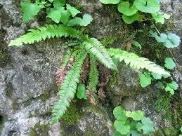 Attēlu rezultāti vaicājumam “Polystichum lonchitis”