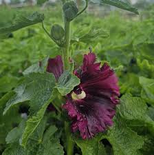 Image result for Alcea rosea