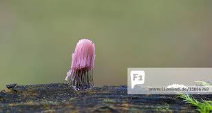 Attēlu rezultāti vaicājumam “Stemonitis axifera spores”