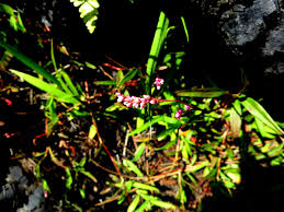 Attēlu rezultāti vaicājumam “Sphacelotheca hydropiperis”