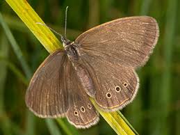 Attēlu rezultāti vaicājumam “Coenonympha hero underside”