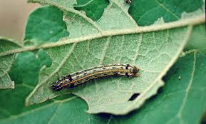 Attēlu rezultāti vaicājumam “Agrochola litura imago”