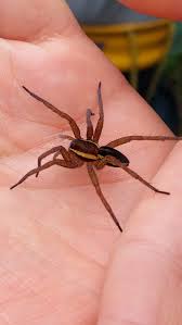 Attēlu rezultāti vaicājumam “Dolomedes fimbriatus”