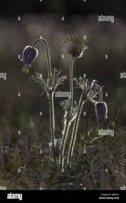 Attēlu rezultāti vaicājumam “Pulsatilla pratensis fruit”