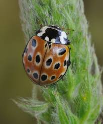 Attēlu rezultāti vaicājumam “Anatis ocellata”