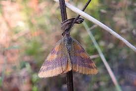 Attēlu rezultāti vaicājumam “Lythria cruentaria”