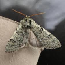 Attēlu rezultāti vaicājumam “Semioscopis avellanella imago”