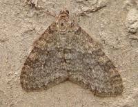 Attēlu rezultāti vaicājumam “Trichopteryx carpinata”