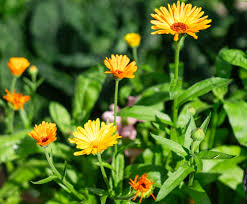 Attēlu rezultāti vaicājumam “Calendula officinalis flower”