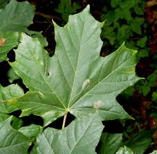 Attēlu rezultāti vaicājumam “Phyllonorycter platanoidella”