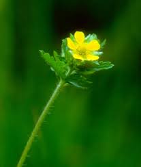 Attēlu rezultāti vaicājumam “Potentilla norvegica flower”