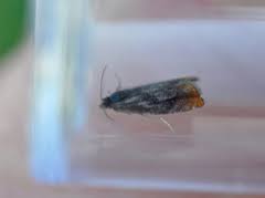 Attēlu rezultāti vaicājumam “Pammene rhediella”