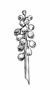 Attēlu rezultāti vaicājumam “Muscari botryoides flower”