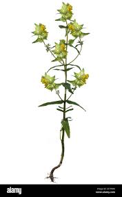 Attēlu rezultāti vaicājumam “Rhinanthus serotinus leaf”