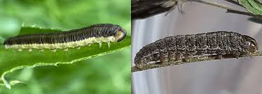 Attēlu rezultāti vaicājumam “Orthosia miniosa larva”