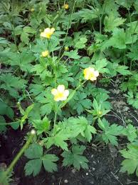 Attēlu rezultāti vaicājumam “Ranunculus lanuginosus flower”