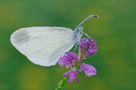 Attēlu rezultāti vaicājumam “Leptidea sinapis”