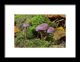 Attēlu rezultāti vaicājumam “Laccaria amethystina”