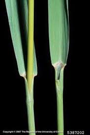 Attēlu rezultāti vaicājumam “Bromopsis inermis fruit”