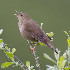 Image result for Locustella fluviatilis