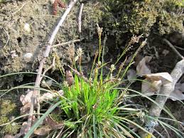 Attēlu rezultāti vaicājumam “Carex digitata”