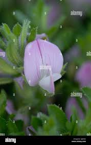 Attēlu rezultāti vaicājumam “Lathyrus japonicus subsp. maritimus fruit”