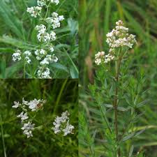 Attēlu rezultāti vaicājumam “Galium boreale leaf”