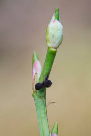 Attēlu rezultāti vaicājumam “Lamproderma arcyrioides”