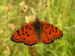 Attēlu rezultāti vaicājumam “Melitaea didyma male”