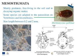 Attēlu rezultāti vaicājumam “Mesostigmata”
