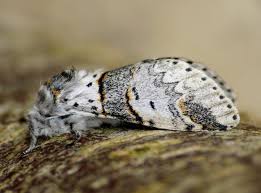 Attēlu rezultāti vaicājumam “Furcula bifida”