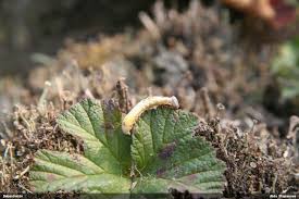 Attēlu rezultāti vaicājumam “Badhamiopsis scripta spores”