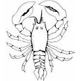 Lobster coloring page