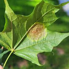 Attēlu rezultāti vaicājumam “Sawadaea tulasnei”