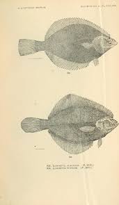 Image result for Liopsetta glacialis