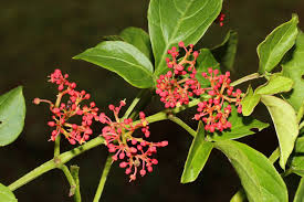 Attēlu rezultāti vaicājumam “Vitaceae”