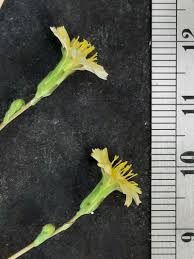 Attēlu rezultāti vaicājumam “Lactuca sativa flower”