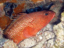 Image result for Epinephelus guttatus