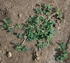 Attēlu rezultāti vaicājumam “Medicago lupulina bud”