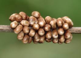 Attēlu rezultāti vaicājumam “Saturnia pavonia eggs”