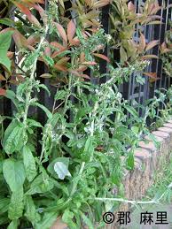 Attēlu rezultāti vaicājumam “Diachea dictyospora (syn. Craterium dictyosporum) stalked”