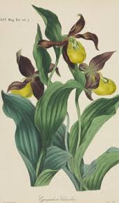 Attēlu rezultāti vaicājumam “Cypripedium calceolus”