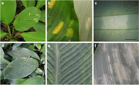 Attēlu rezultāti vaicājumam “Exobasidiales”