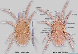 Attēlu rezultāti vaicājumam “Mesostigmata”