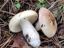 Attēlu rezultāti vaicājumam “Russula vesca”