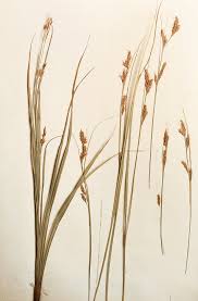 Attēlu rezultāti vaicājumam “Carex arenaria  flower”