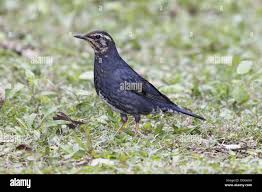 Image result for Zoothera sibirica