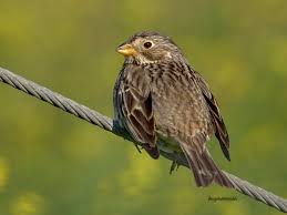 Image result for Emberiza calandra