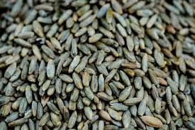 Image result for Secale cereale